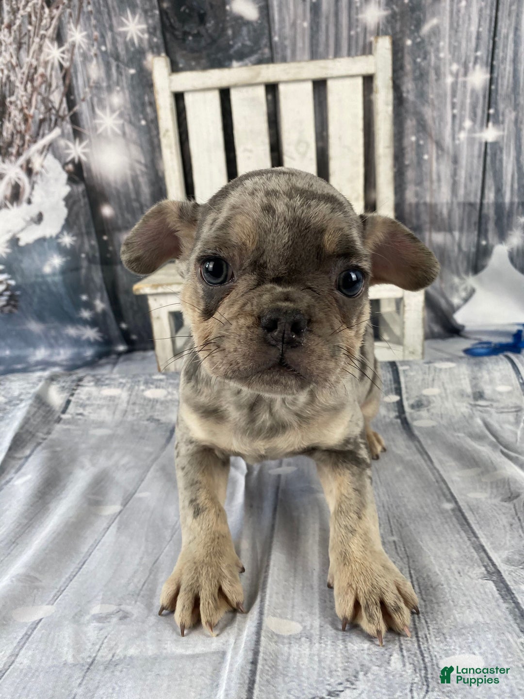 Mixed Breed dogs for sale: Buddy - Ad 9