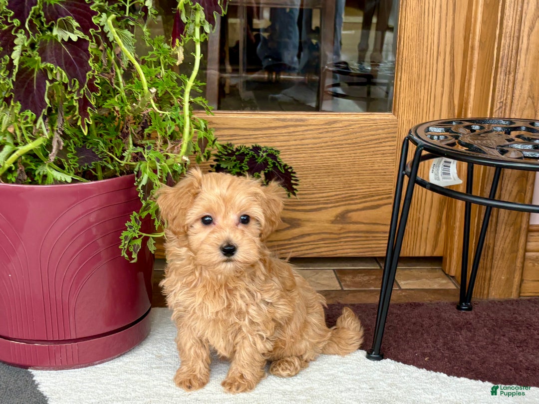 Maltipoo dogs for sale: Maltipoo Puppy 3 male - Ad 7