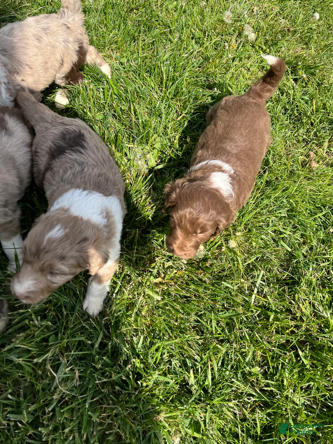 Aussiedoodle dogs for sale: Chaps  - Ad 2