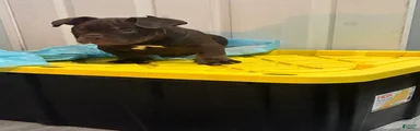 American Bully Puppy 3