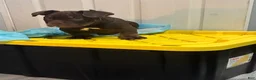 American Bully dogs for sale: American Bully Puppy 3 - Ad 1