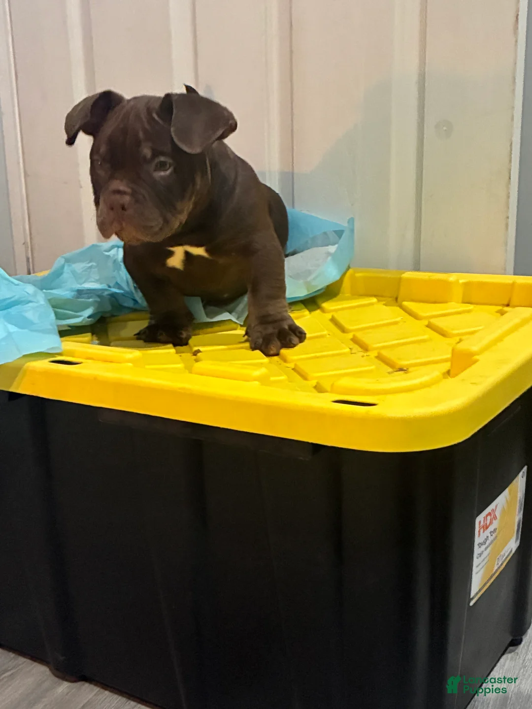 American Bully dogs for sale: American Bully Puppy 3 - Ad 1