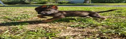 German Shepherd dogs for sale: Ace - Ad 3