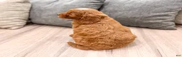Mini Goldendoodle dogs for sale: Alexus - Ad 5