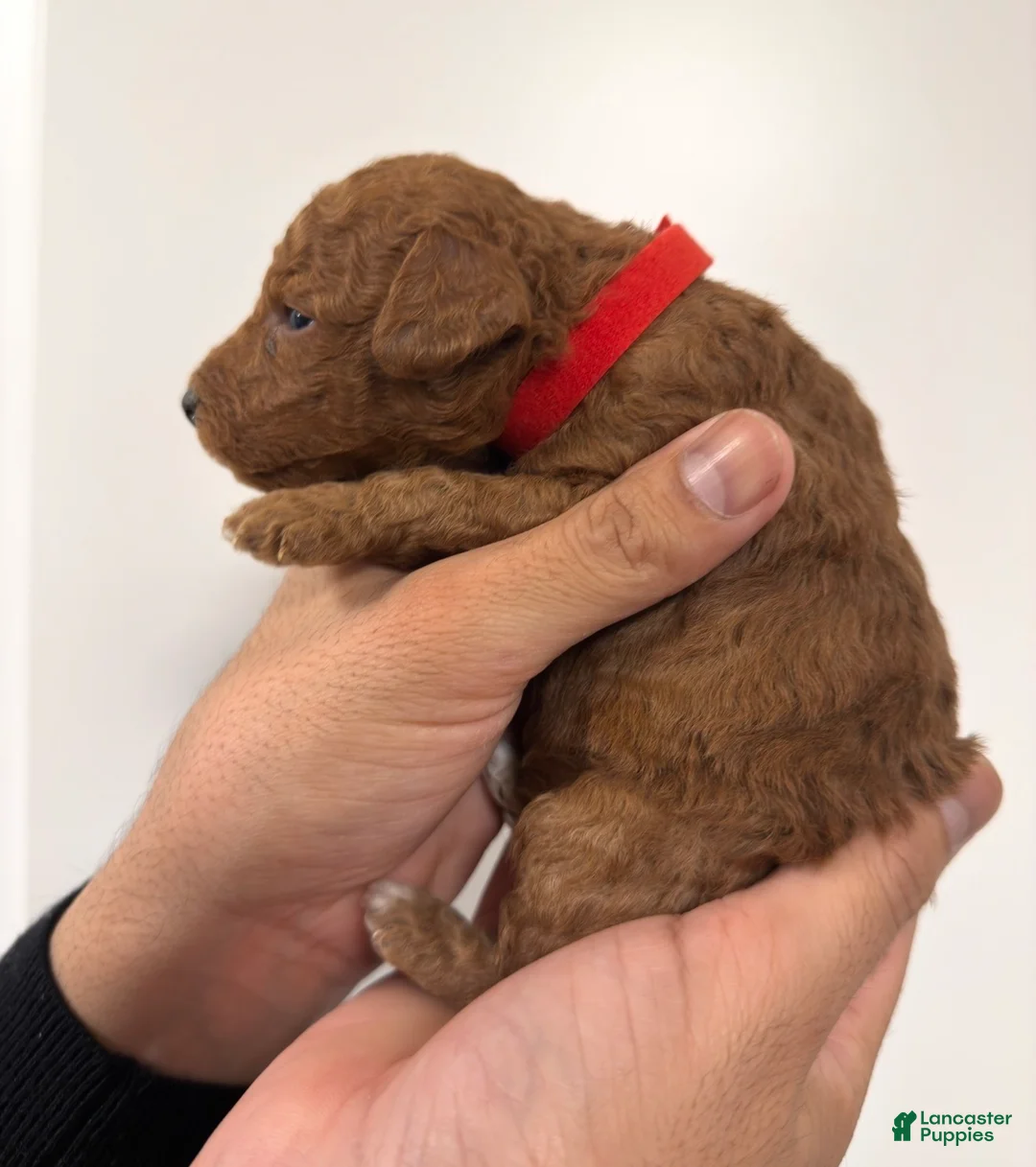 Toy Poodle dogs for sale: Little cliford  - Ad 1