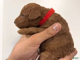 Toy Poodle dogs for sale: Little cliford - Ad 1