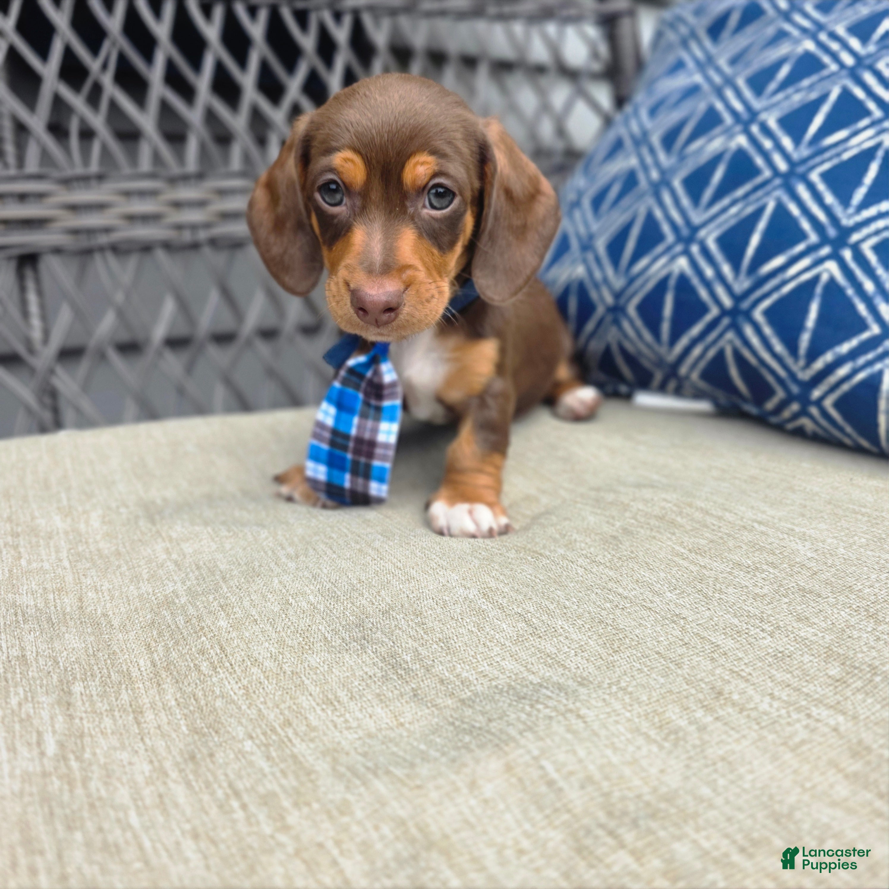Miniature Dachshund dogs Blue boy  - Ad 2