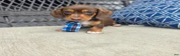 Miniature Dachshund dogs for sale: Blue boy  - Ad 2