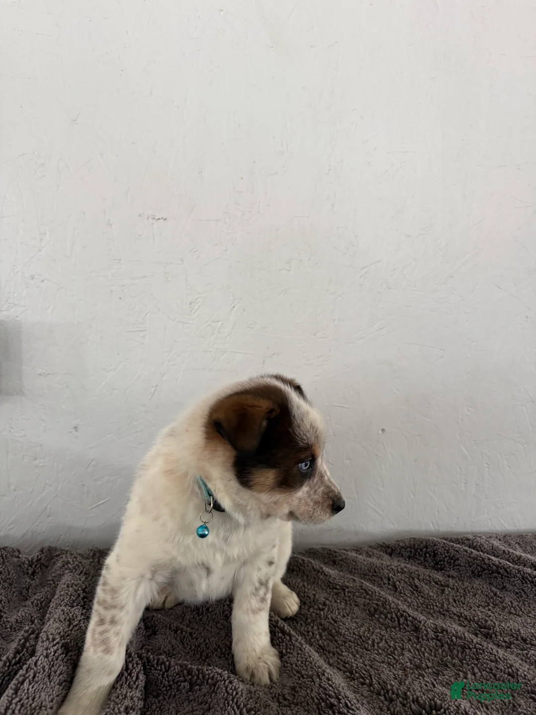 Mixed Breed dogs for sale: Bluey - Ad 10