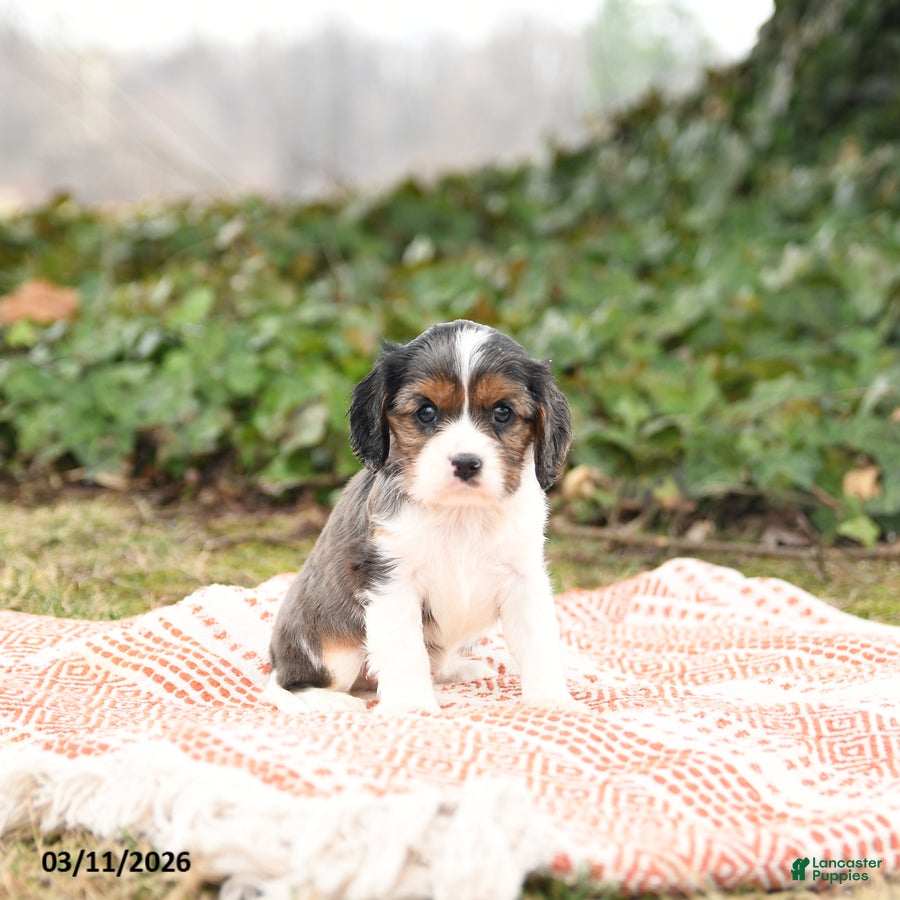 Cavalier King Charles Spaniel dogs Charlie - Ad 1