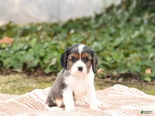 Cavalier King Charles Spaniel dogs for sale: Charlie - Ad 4