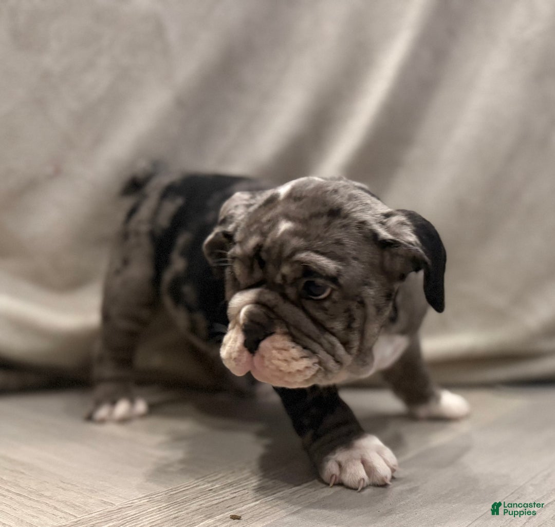 English Bulldog dogs for sale: Twinkle - Ad 6