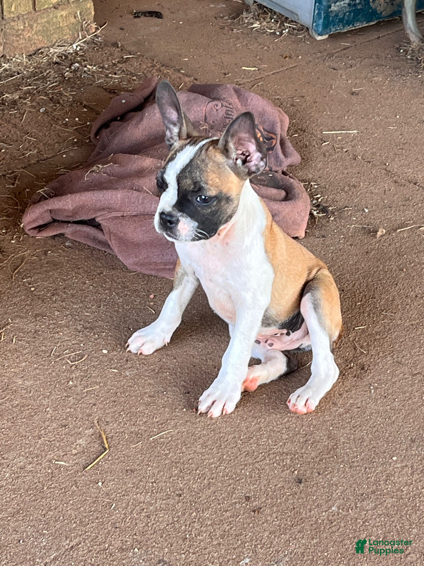 Mixed Breed dogs Mixed Breed 1 - Ad 1