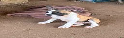 Mixed Breed dogs for sale: Mixed Breed 1 - Ad 1