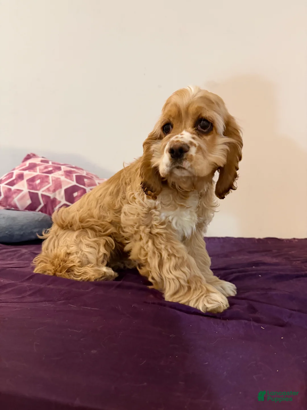 Cocker Spaniel dogs for sale: Byrce - Ad 2