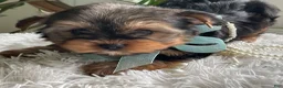 Yorkshire Terrier dogs for sale: Tucker - Ad 14