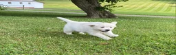 Golden Retriever dogs for sale: Dewey - Ad 3