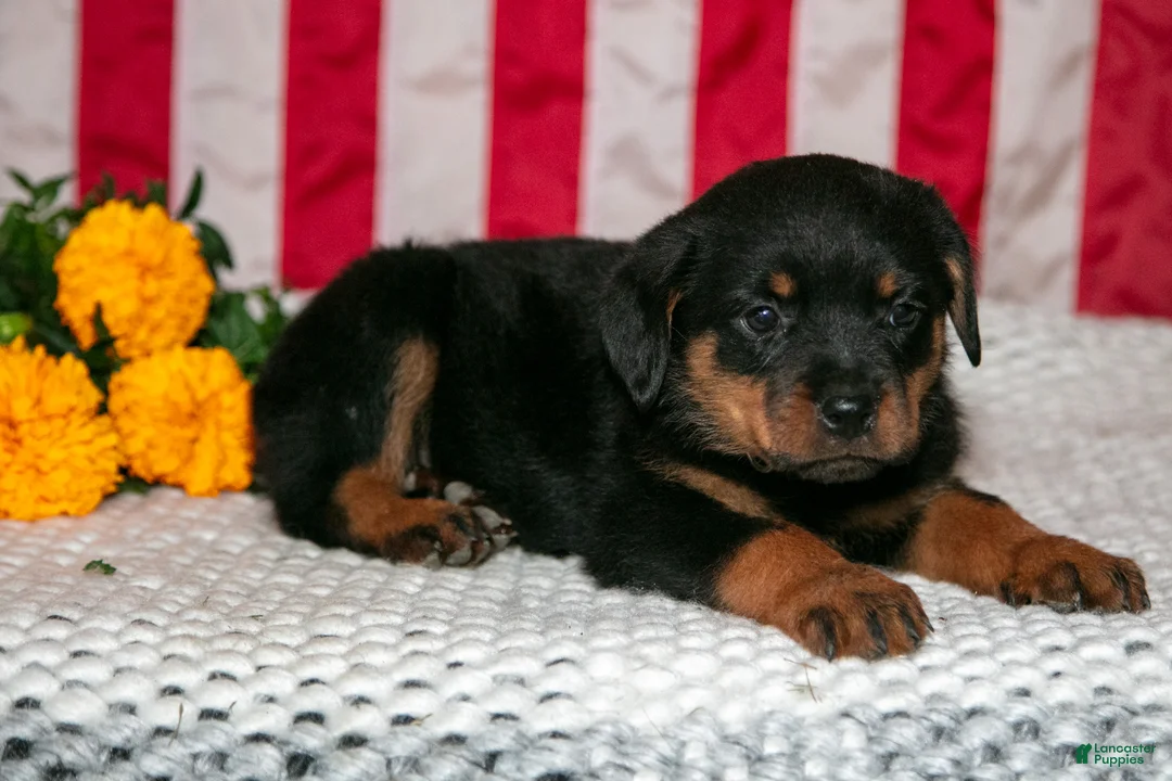 Rottweiler dogs for sale: Tippy - Ad 3