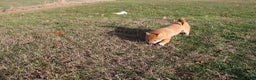 Shiba Inu dogs for sale: Aphrodite  - Ad 3
