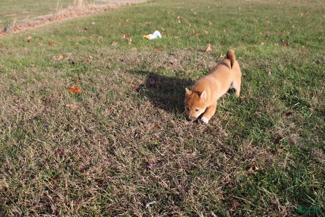 Shiba Inu dogs for sale: Aphrodite  - Ad 3