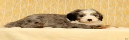 Mini Bernedoodle dogs for sale: River - Ad 4
