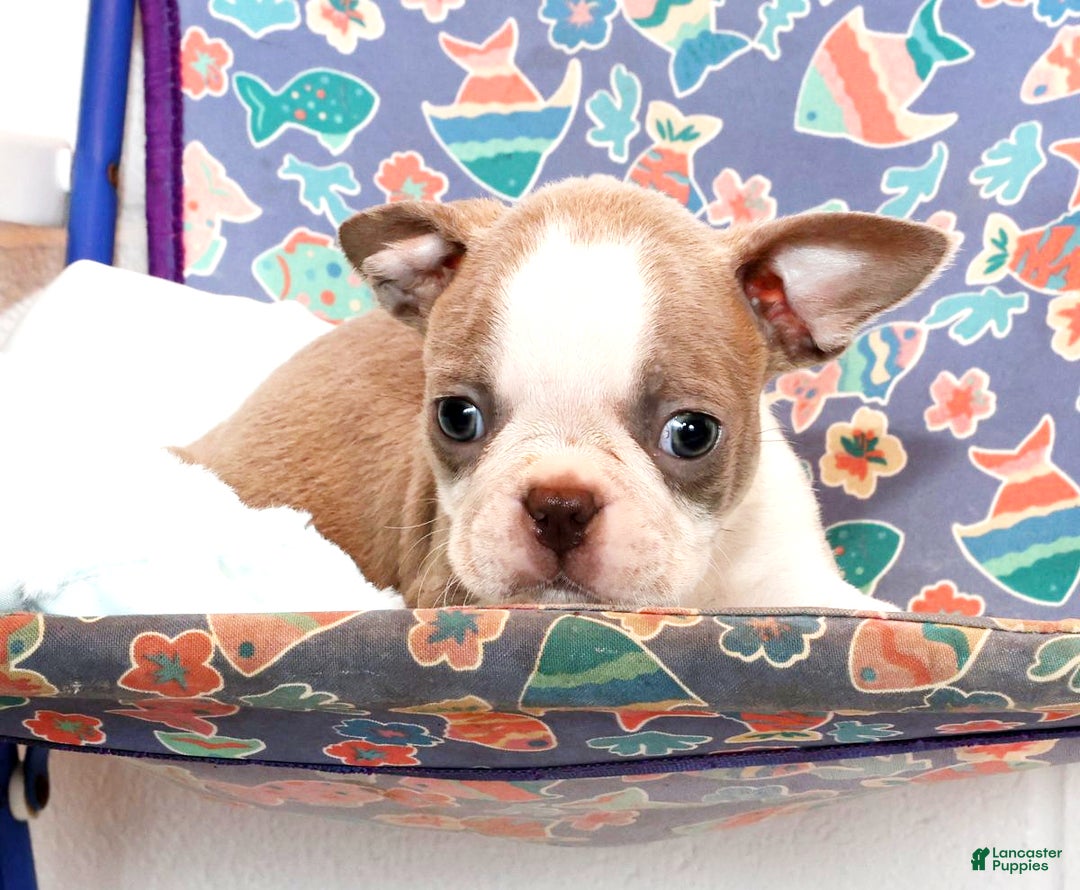 Boston Terrier dogs for sale: Ketchup - Ad 3