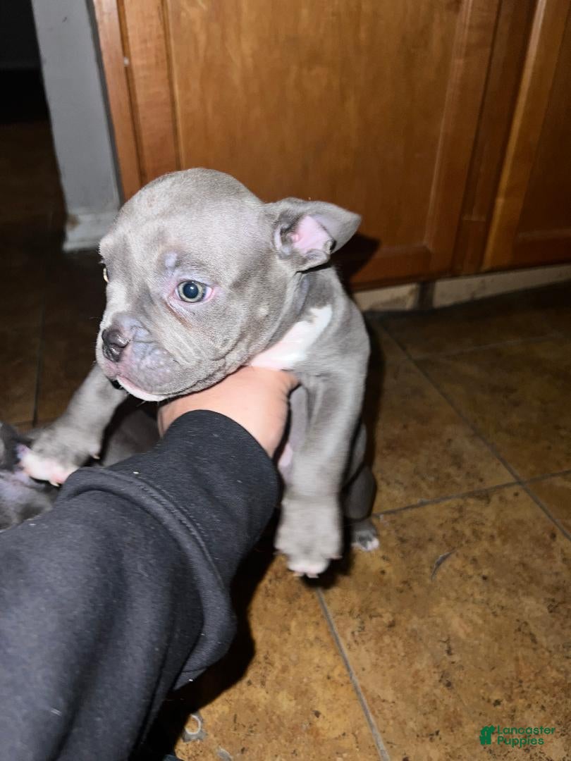 American Bulldog dogs American Bulldog Puppy 1 - Ad 2