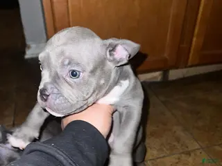 American Bulldog dogs American Bulldog Puppy 1 - Ad 13