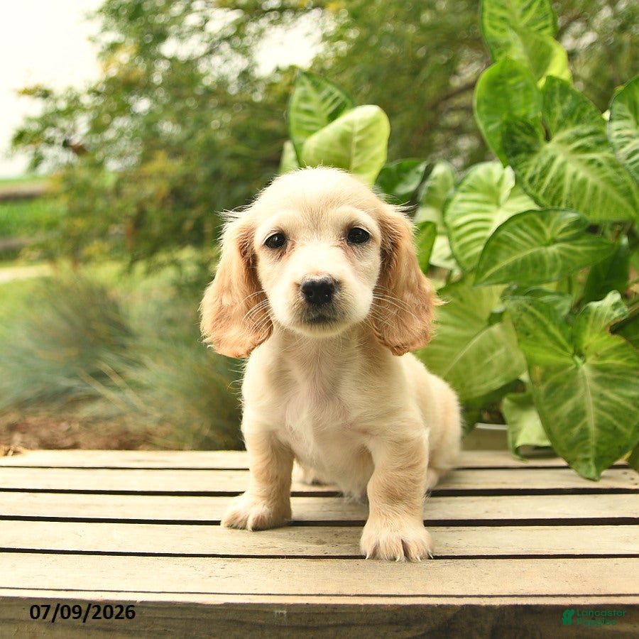 Miniature Dachshund dogs Max - Ad 2