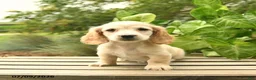 Miniature Dachshund dogs for sale: Max - Ad 2