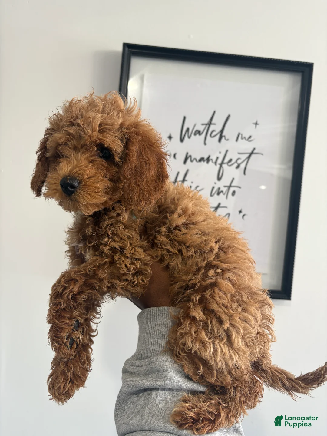 Toy Poodle dogs for sale: Guy💚 - Ad 1