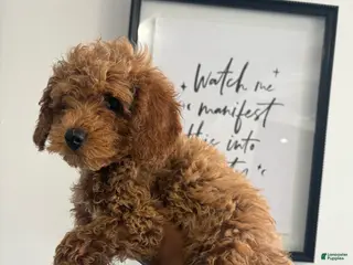 Toy Poodle dogs for sale: Guy💚 - Ad 3