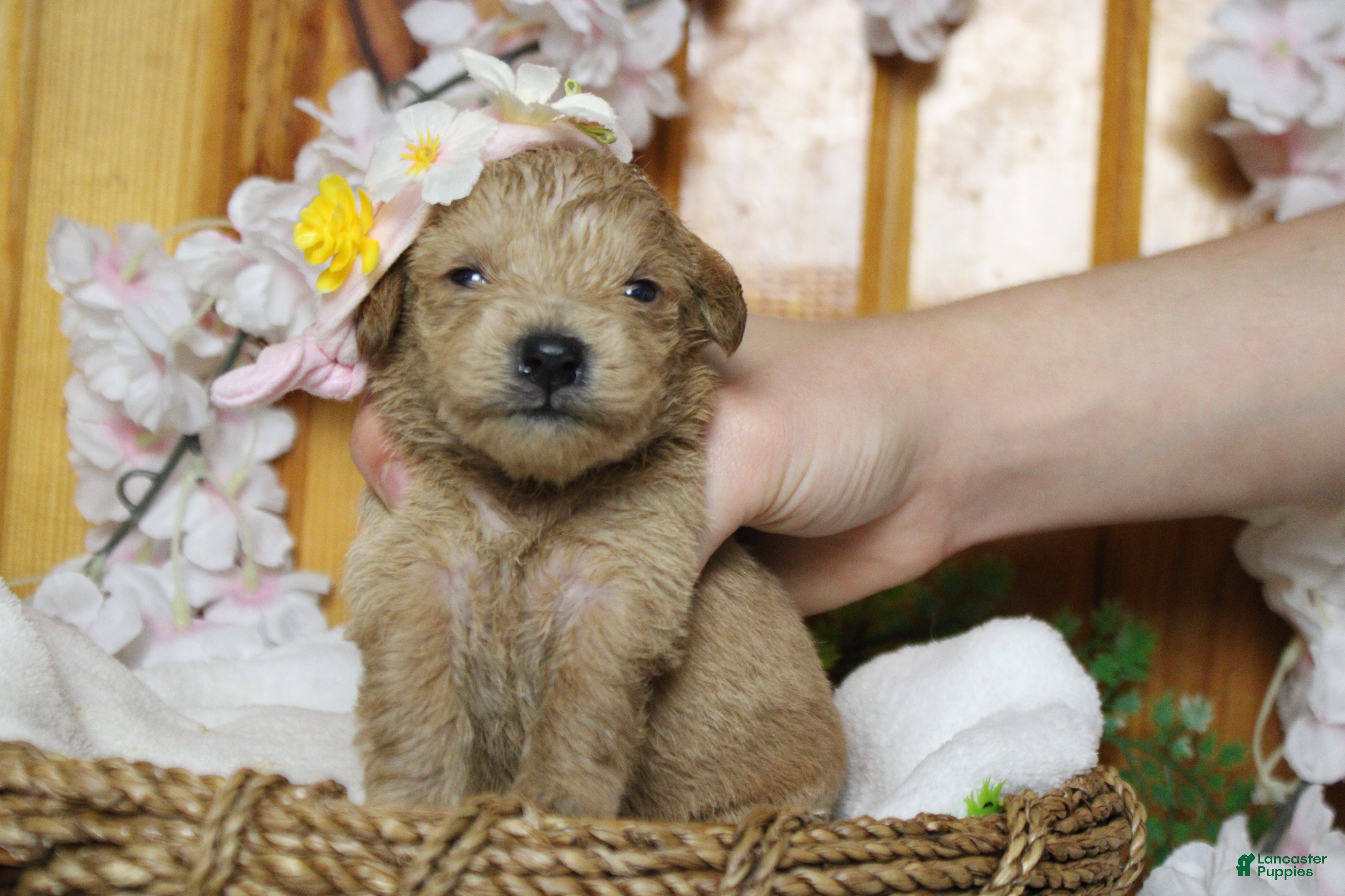Schnoodle dogs Champaign  - Ad 6