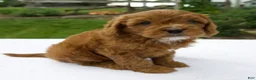 Cavapoo dogs for sale: Remington - Ad 3