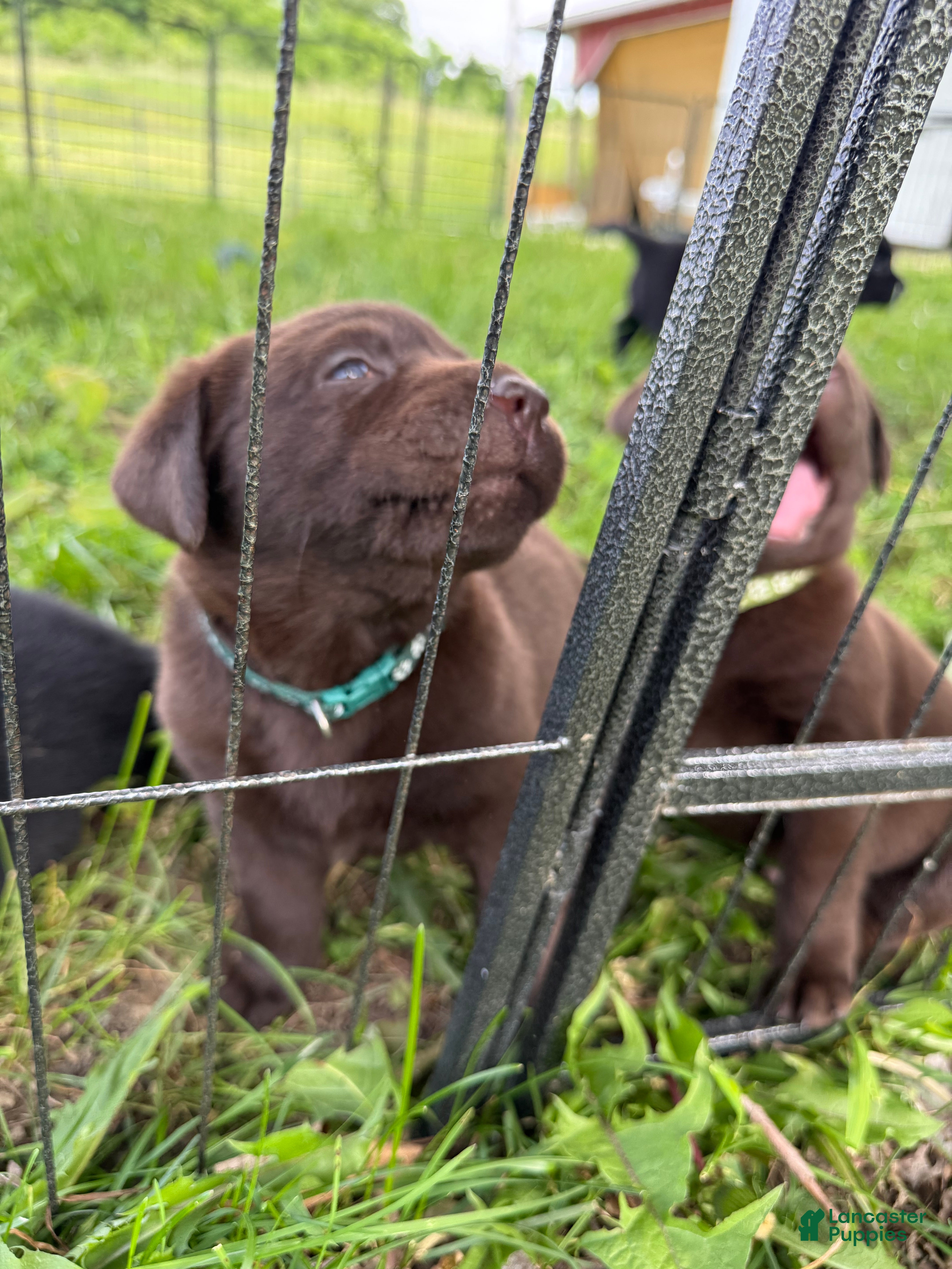Labrador Retriever dogs Labrador Retriever Puppy DARK GREEN  - Ad 2