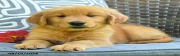 Golden Retriever dogs for sale: Mary - Ad 2