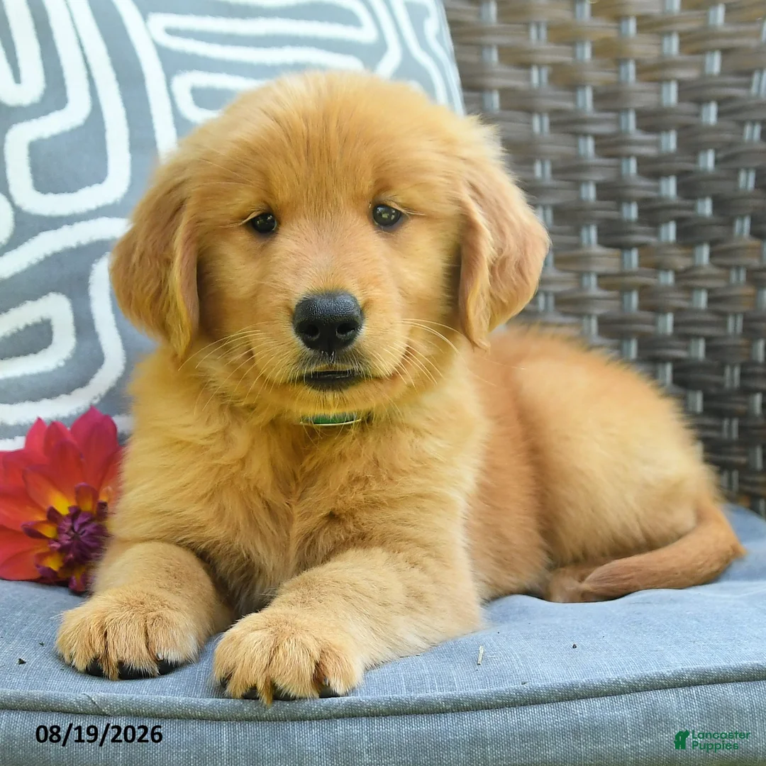 Golden Retriever dogs for sale: Mary - Ad 2