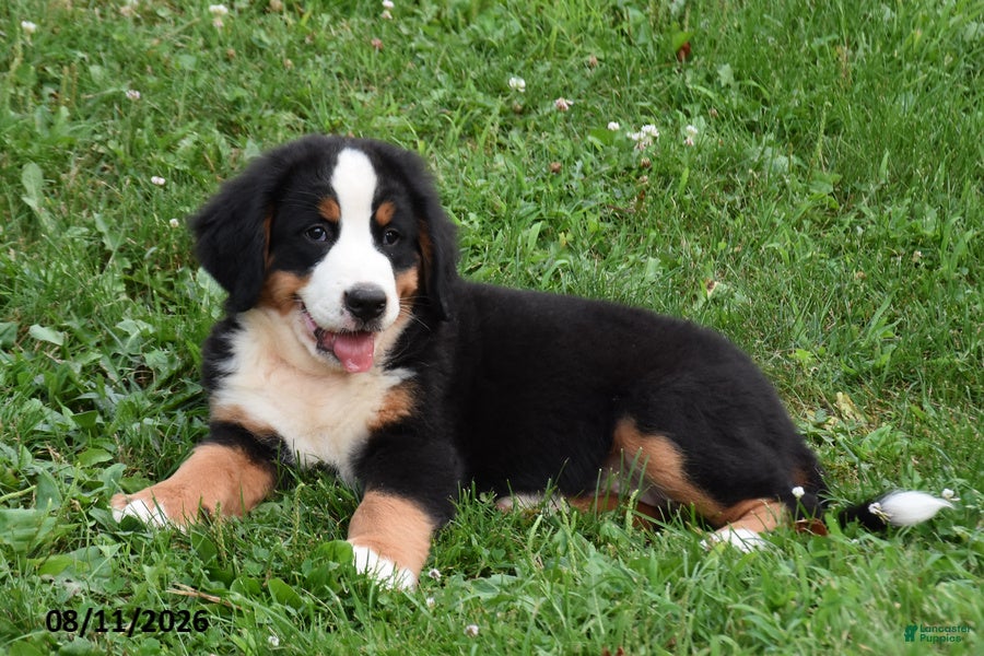 Bernese Mountain Dog dogs Eli - Ad 2