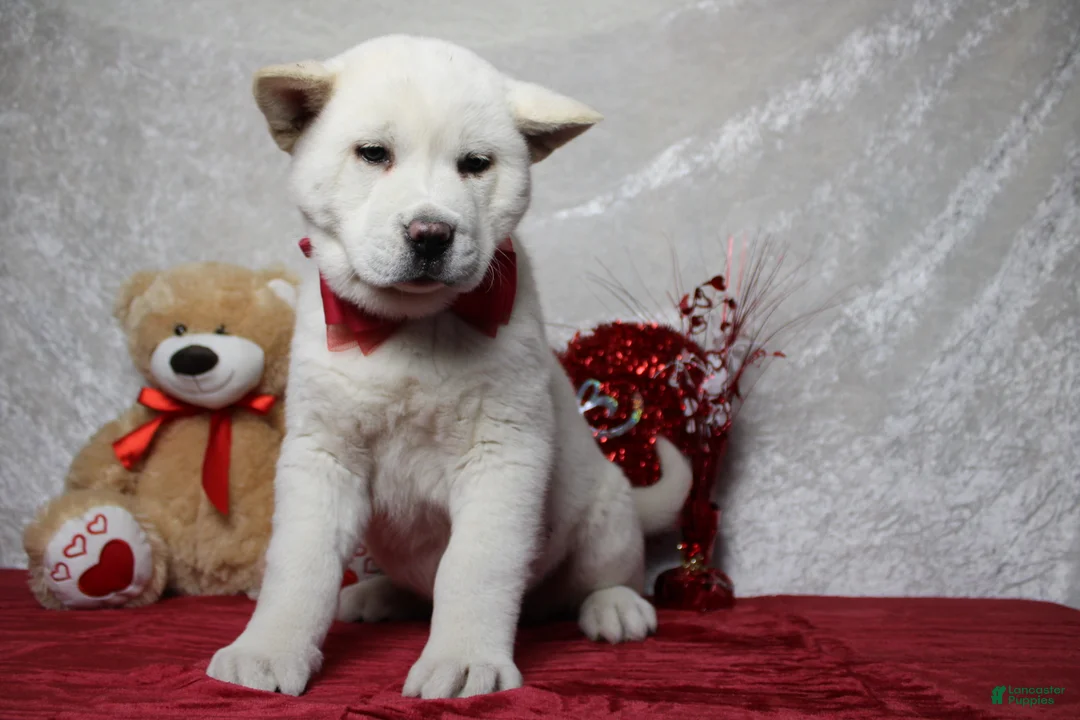 Akita dogs for sale: Jack  - Ad 5