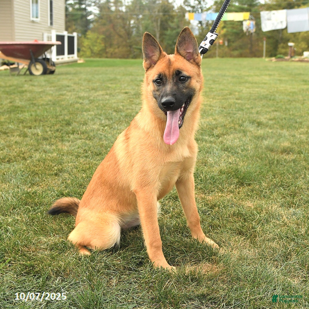 Mixed Breed dogs for sale: Thea - Ad 4