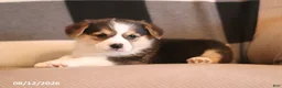 Welsh Corgi Pembroke dogs for sale: Princess - Ad 3