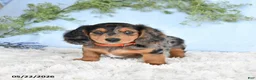Miniature Dachshund dogs for sale: Hershey - Ad 3
