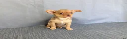 Chihuahua dogs for sale: Ruby - Ad 4