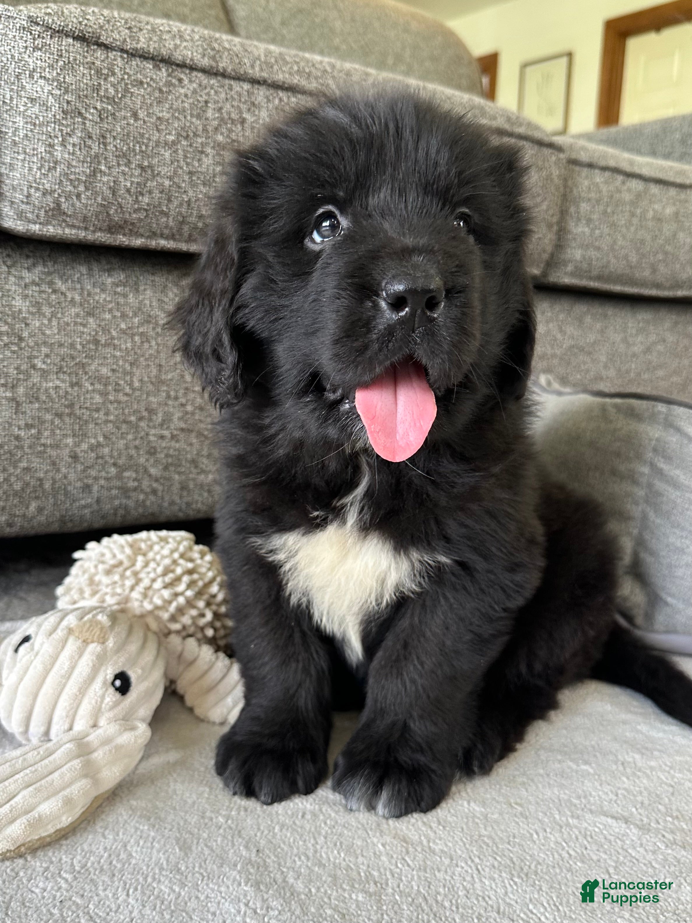 Newfoundland dogs “ Peeta” OFA, CH, AKC,  - Ad 2