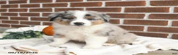 Miniature Australian Shepherd dogs for sale: Hero - Ad 2