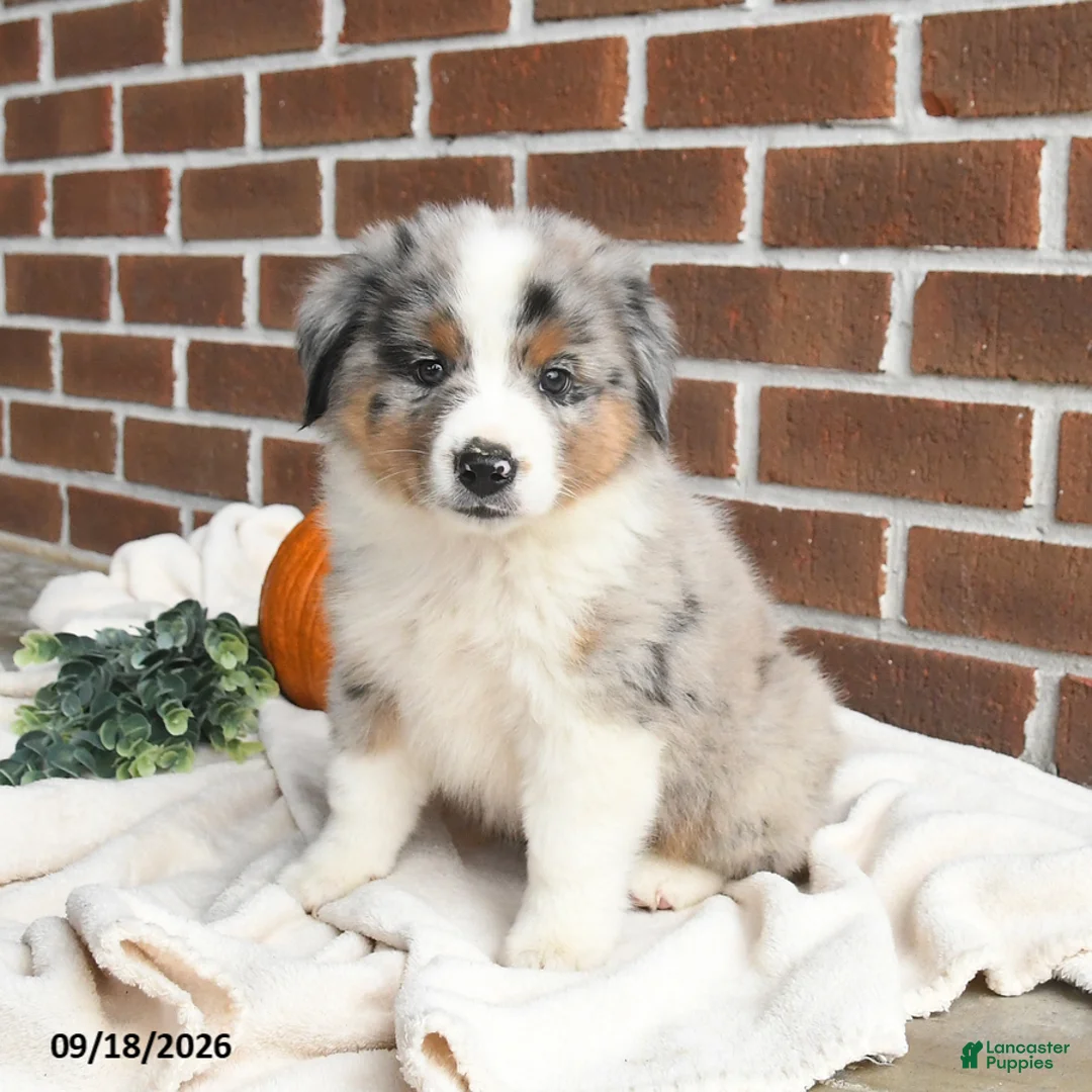 Miniature Australian Shepherd dogs for sale: Hero - Ad 2