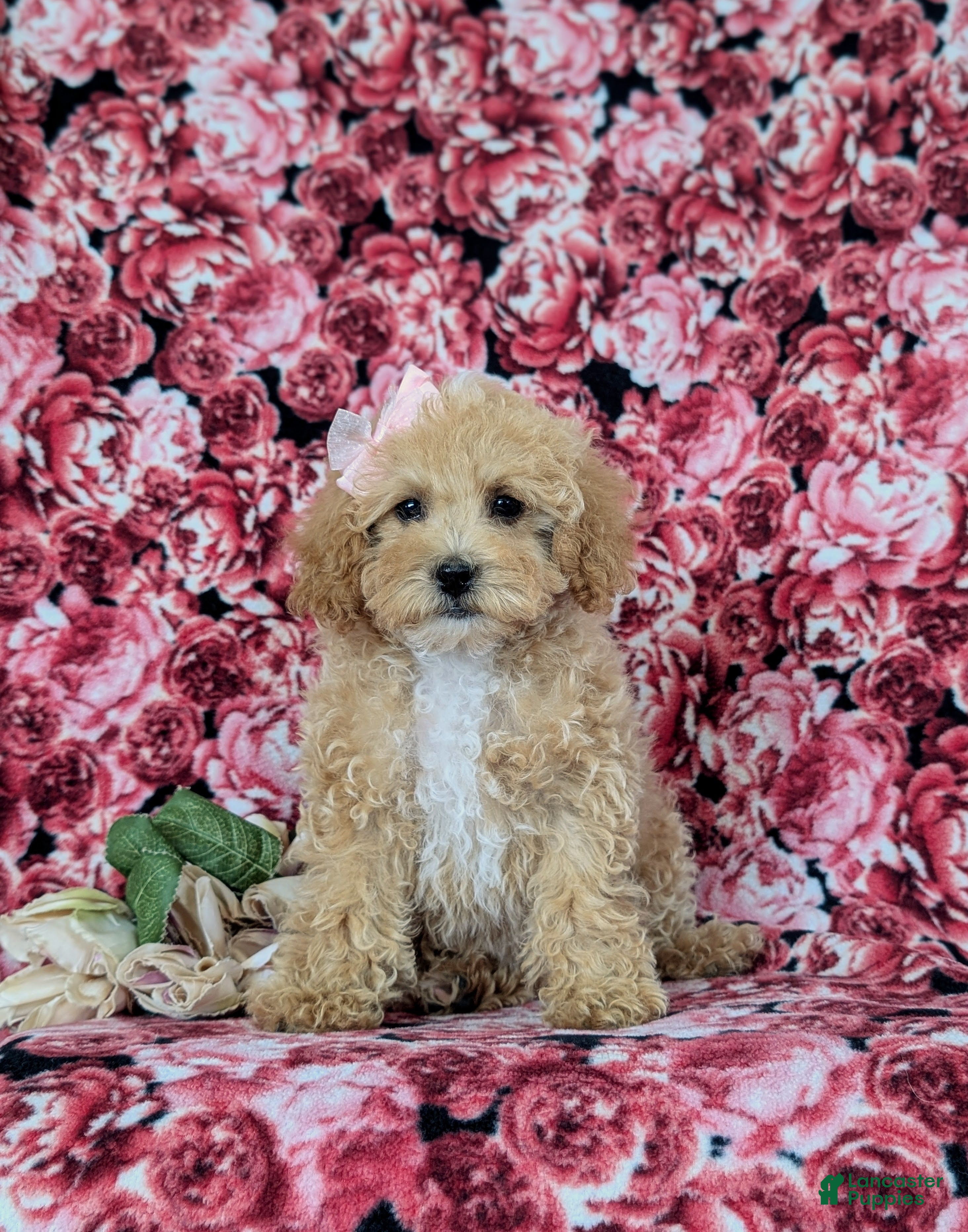Bichpoo dogs Rori 9 lbs Full Grown - Ad 1