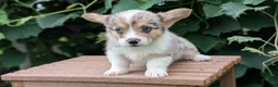 Welsh Corgi Pembroke dogs for sale: Jace - Ad 3