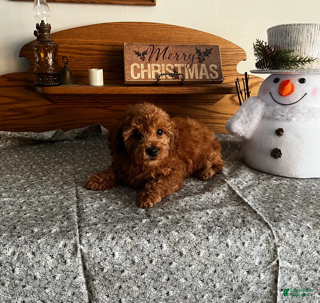 Toy Poodle dogs for sale: Justin - Ad 2