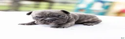 French Bulldog dogs for sale: Ned - Ad 9